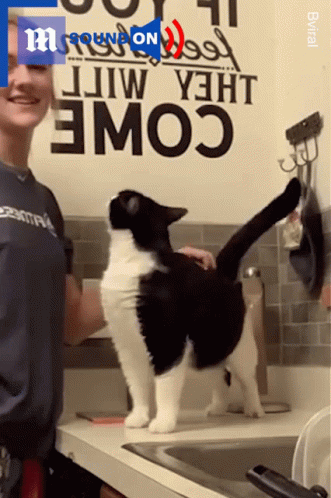 A Woman Petting A Black And White Cat In Front Of A Wall That Says Cow On It GIF