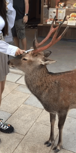 A Woman Petting A Deer On A Sidewalk In Front Of A Shop GIF
