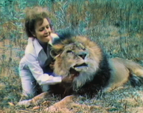 A Woman Petting A Lion In A Field GIF
