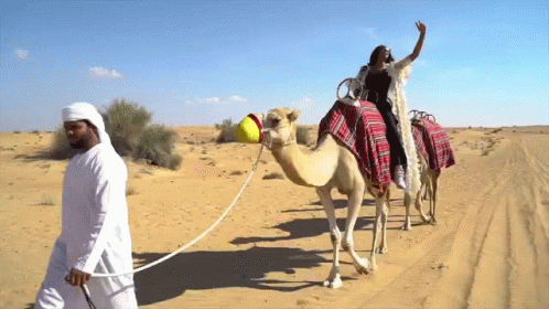 A Woman Riding On The Back Of A Camel Being Pulled By A Man GIF