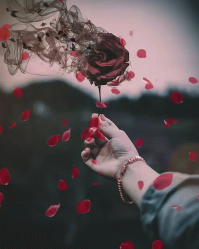 A Woman 'S Hand Holding A Rose With Petals Falling Around It GIF