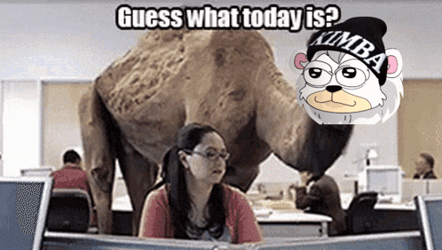 A Woman Sits At A Desk In Front Of A Camel Wearing A Beanie That Says Kimba GIF