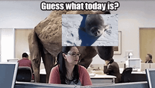 A Woman Sits In Front Of A Computer With A Picture Of A Seal And The Words Guess What Today Is Above Her GIF