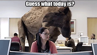 A Woman Sitting At A Desk With A Camel Standing Behind Her With The Caption Guess What Today Is .. GIF