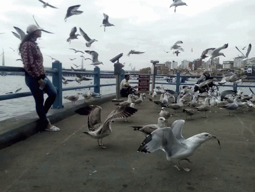 A Woman Stands On A Pier Surrounded By Seagulls And A Sign That Says " No Parking " GIF