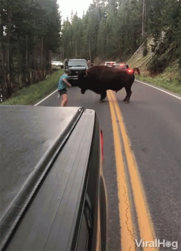 A Woman Tries To Stop A Bull From Crossing A Road GIF