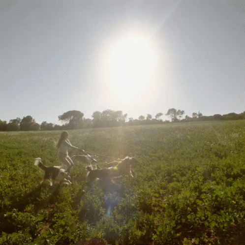 A Woman Walking Dogs In A Field With The Sun Shining Through The Trees GIF