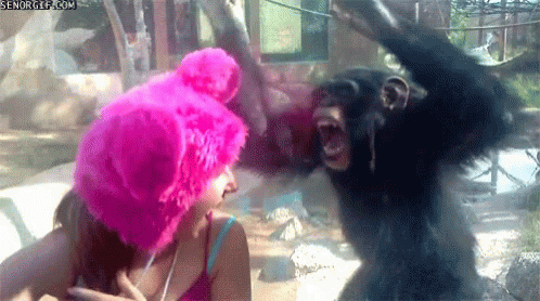 A Woman Wearing A Pink Hat Talks To A Gorilla GIF