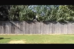 A Wooden Fence Is Surrounded By Trees In A Backyard GIF