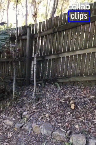 A Wooden Fence With The Words Collab Clips On The Top GIF
