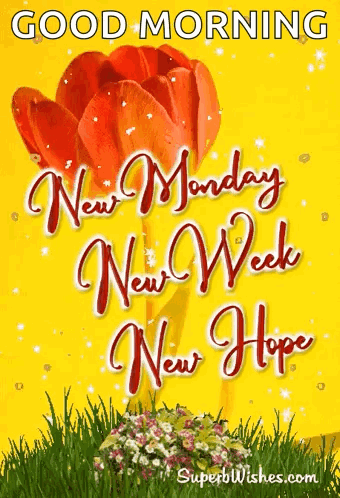 A Yellow Background With A Red Flower And The Words " Good Morning New Monday New Week New Hope " On It GIF