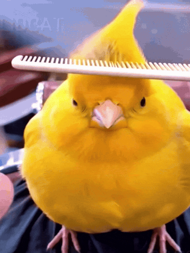 A Yellow Bird Is Being Combed By A Person GIF