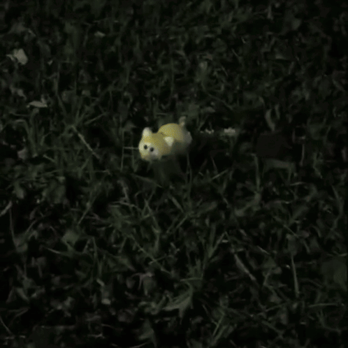A Yellow Cat Is Laying In The Grass With The Words " But Next Time Lemonpy Won 'T Be So Lucky " GIF