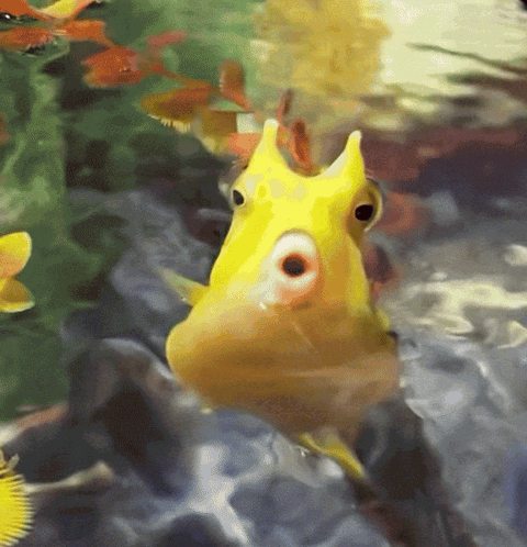 A Yellow Fish With A Large Eye Is Swimming In A Pond GIF