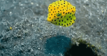 A Yellow Fish With Black Spots Is Swimming In The Water GIF