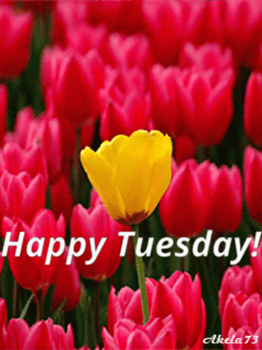 A Yellow Flower In A Field Of Pink Flowers With The Words Happy Tuesday Written Below It GIF