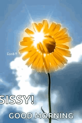 A Yellow Flower Is Against A Blue Sky With The Sun Shining Through The Petals . GIF