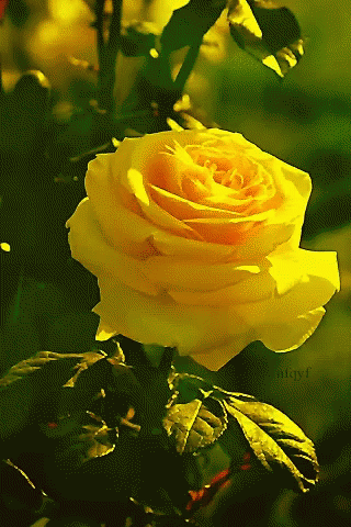A Yellow Rose Is Surrounded By Green Leaves And Has The Name Aditya Written Below It GIF