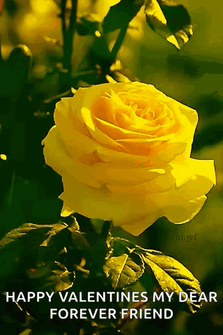 A Yellow Rose With The Words Happy Valentines My Dear Forever Friend Written Below It GIF