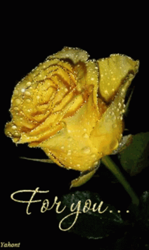 A Yellow Rose With Water Drops And The Words " For You " GIF