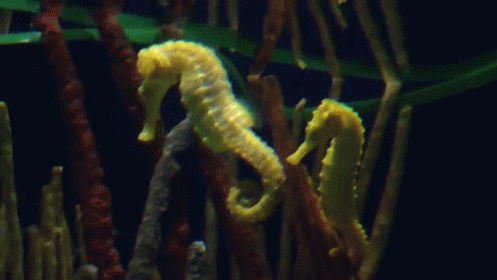 A Yellow Seahorse Is Swimming In A Tank With Other Seahorses GIF