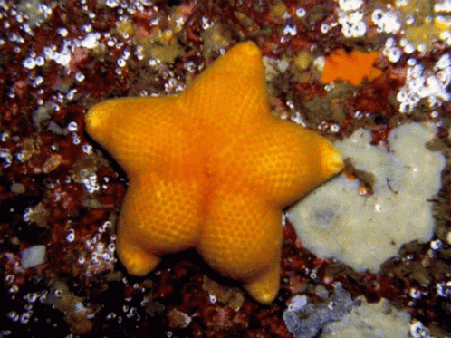 A Yellow Starfish Sits On A Rocky Surface GIF