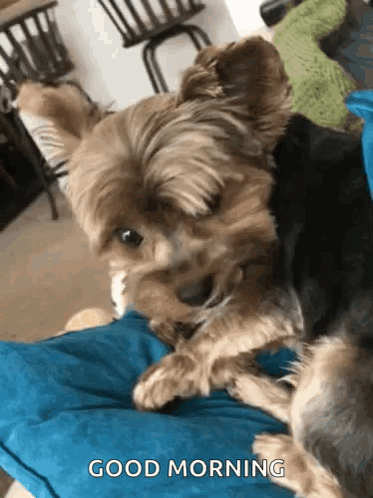 A Yorkshire Terrier Is Laying On A Blue Pillow And Says Good Morning GIF