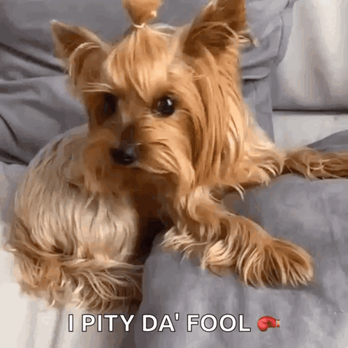 A Yorkshire Terrier Is Laying On A Couch With The Words I Pity Da Fool Below It GIF