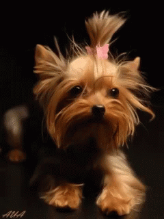 A Yorkshire Terrier With A Pink Bow On Its Head GIF