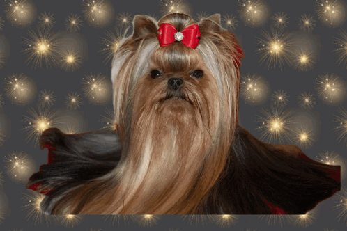 A Yorkshire Terrier With A Red Bow Is On A Happy New Year Greeting Card GIF