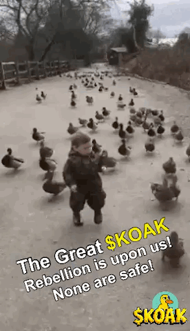 A Young Boy Is Running In Front Of A Flock Of Ducks . GIF