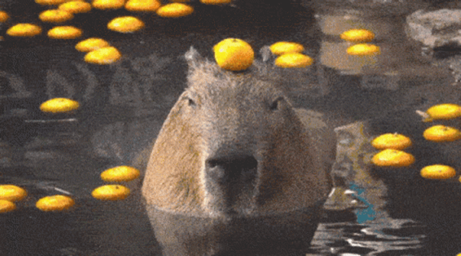 Capybara Gif File 1752kb GIF