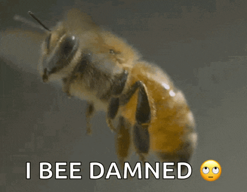 Abelha My Honest Reaction Gif GIF