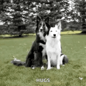 Dogs Abrazo GIF