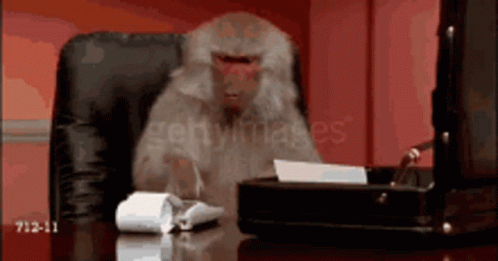Monkey Animal Accountant GIF
