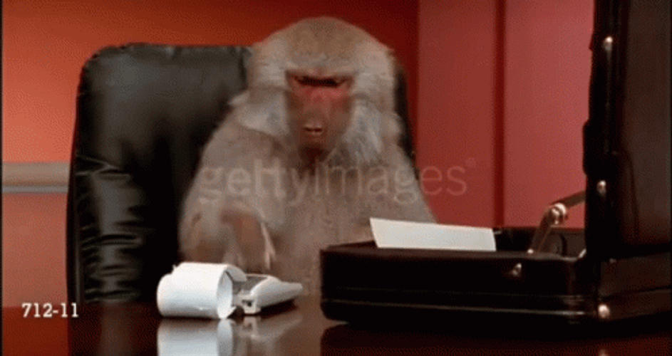 Accountant Monkey Solving In Calculator GIF