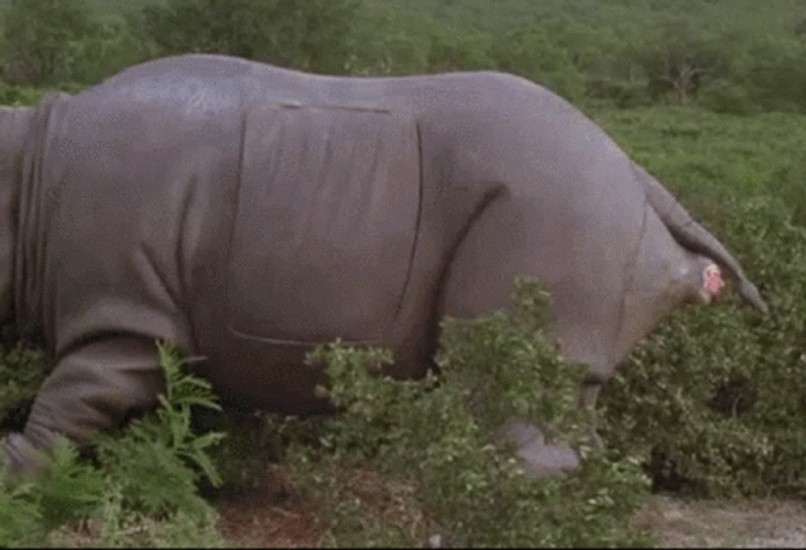 Ace Ventura Getting Out Of An Elephant GIF