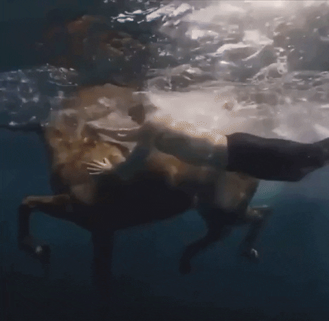 Adam Driver Swimming With Horse GIF