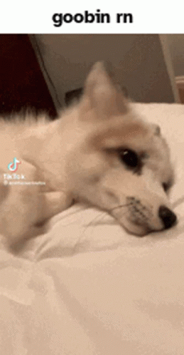 Adhd Bed Position GIF