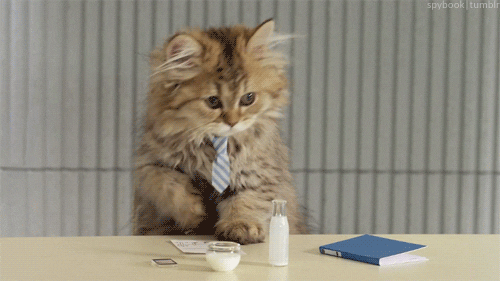 Administrative Professionals Day Cat Wearing Necktie GIF