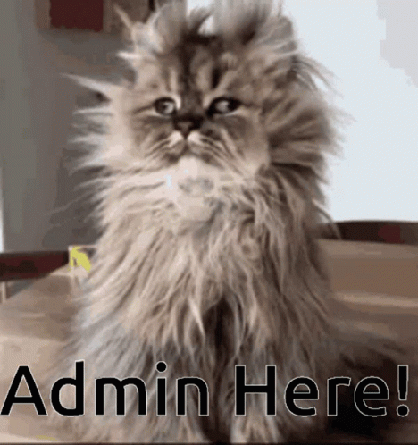 Administrative Professionals Day Cat With Messy Fur GIF