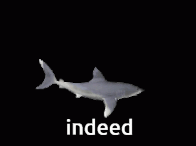 Adorable 3D Shark Indeed GIF