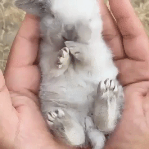 Adorable Baby Bunny Animal GIF
