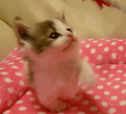 Adorable Baby Kitten Playing Bed GIF