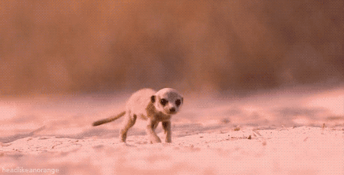 Adorable Baby Meerkat Running In Wild GIF
