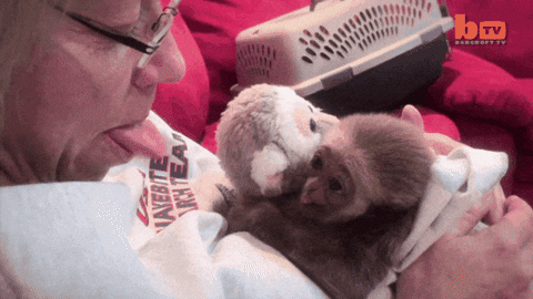 Adorable Baby Monkey Tongue Out GIF