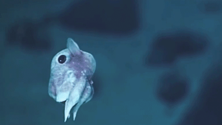 Adorable Baby Octopus Swim GIF