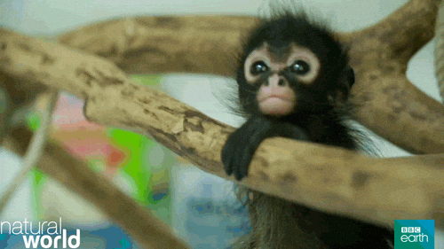 Adorable Baby Spider Monkey Observing GIF