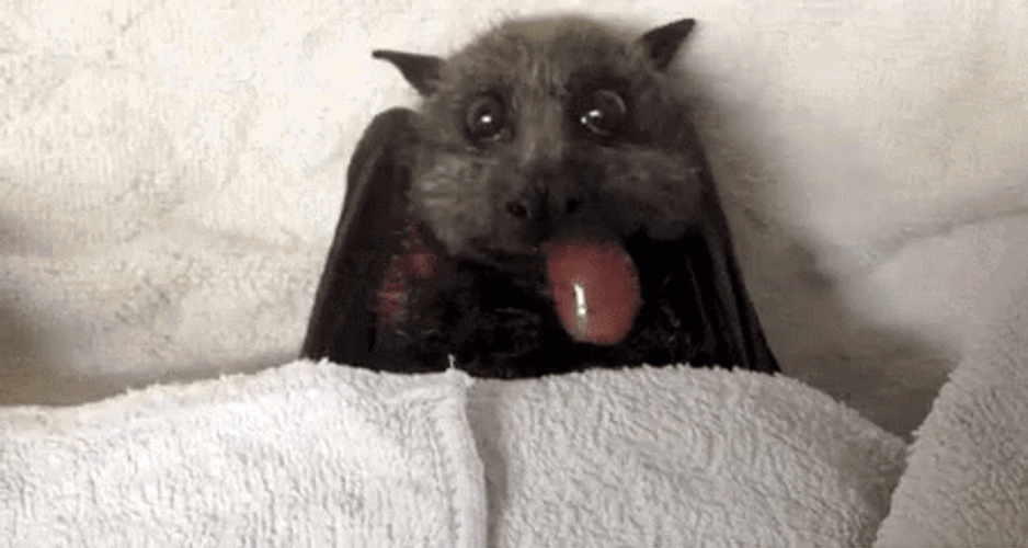 Adorable Bat Eating Grape GIF
