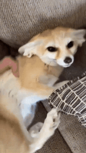 Adorable Behave Fennec Fox Staring GIF